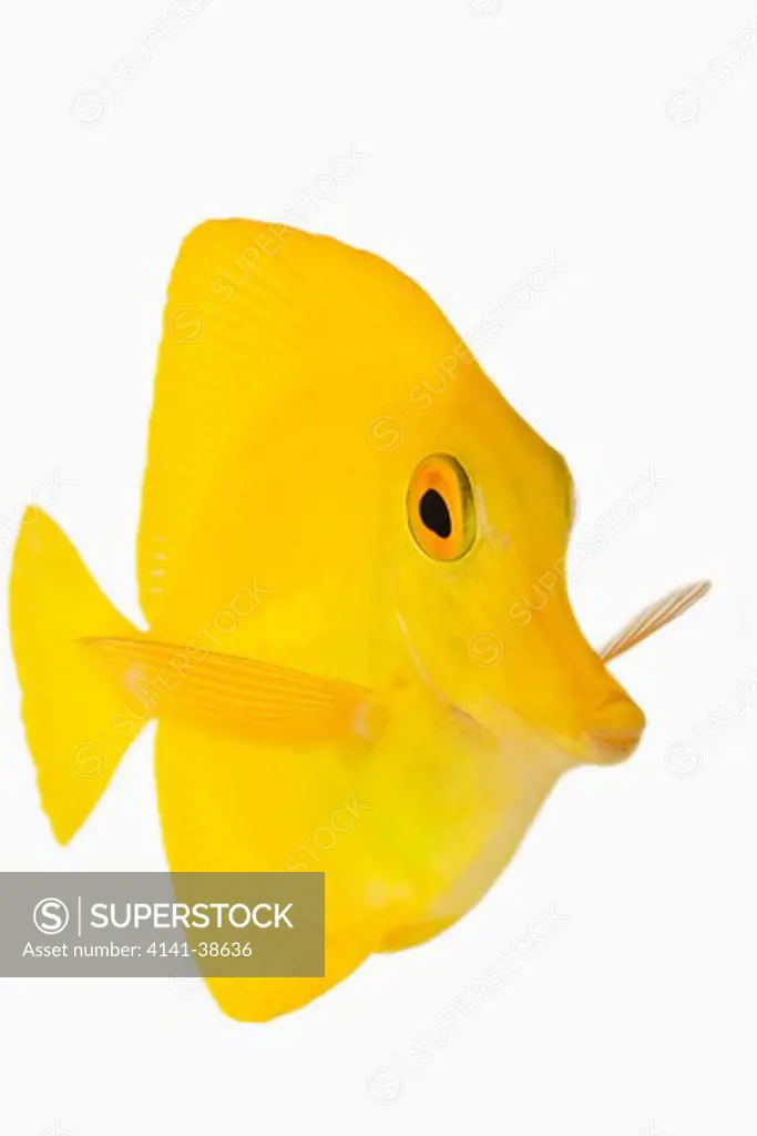 front view of yellow tang fish (zebrasoma flavescens). also known as yellow hawaiian tang, yellow sailfin tang or yellow surgeonfish. herbivorous tropical marine reef fish. dist. central and south pacific. studio shot against white background. 