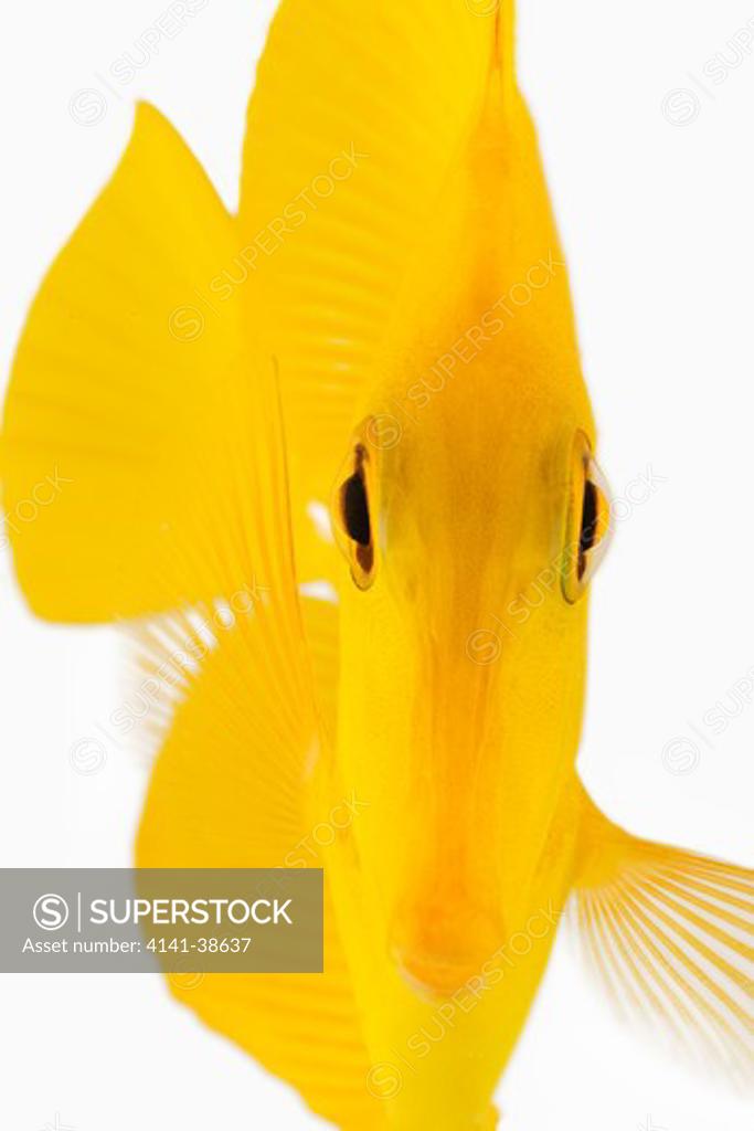 front view of yellow tang fish (zebrasoma flavescens). also known
