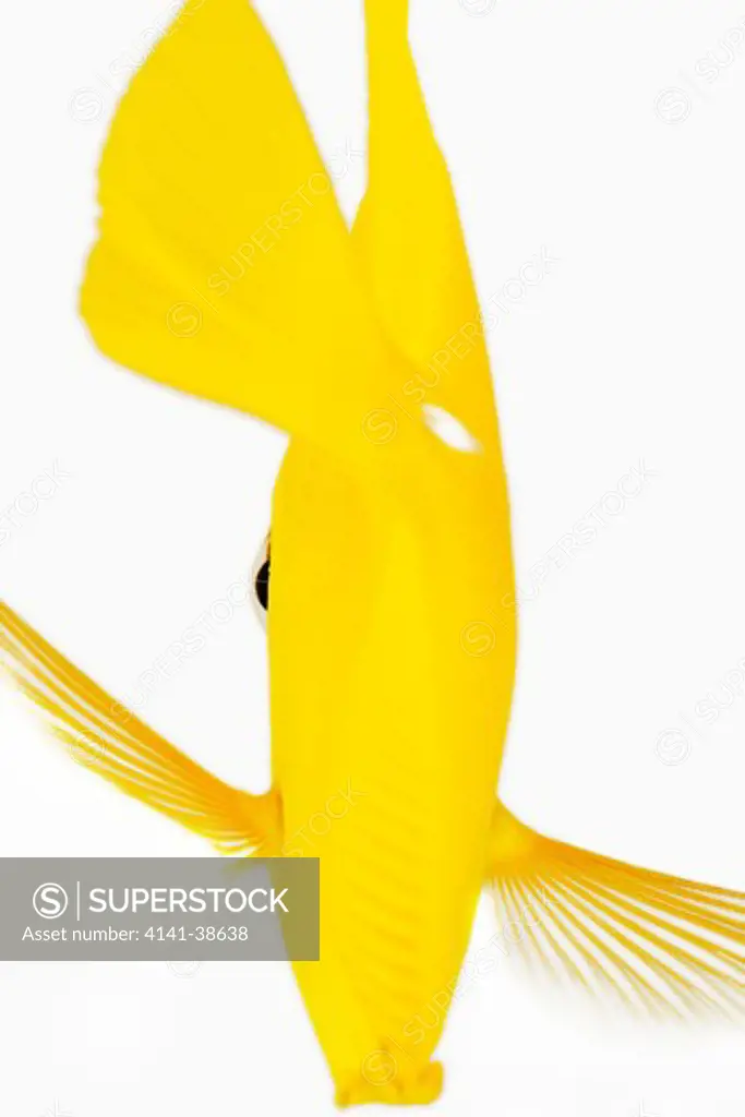 back view of yellow tang fish (zebrasoma flavescens). also known as yellow hawaiian tang, yellow sailfin tang or yellow surgeonfish. herbivorous tropical marine reef fish. dist. central and south pacific. studio shot against white background. 