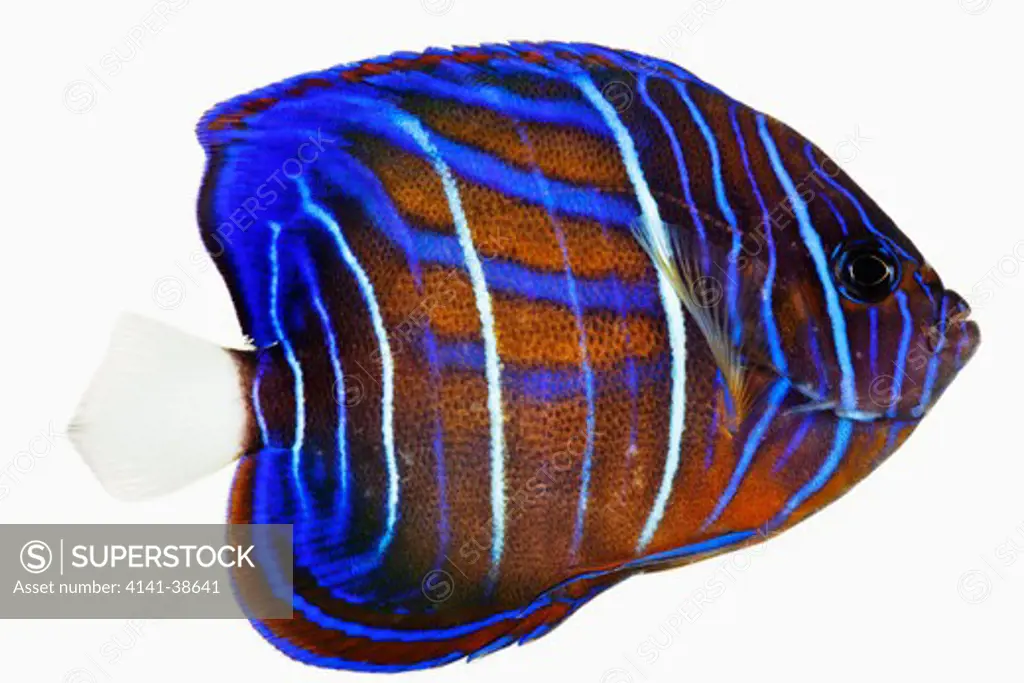 juvenile blue ring angel fish (pomacanthus annularis). also known as annularis angelfish. omnivorous tropical marine reef fish. dist. indo-west pacific ocean. studio shot against white background.