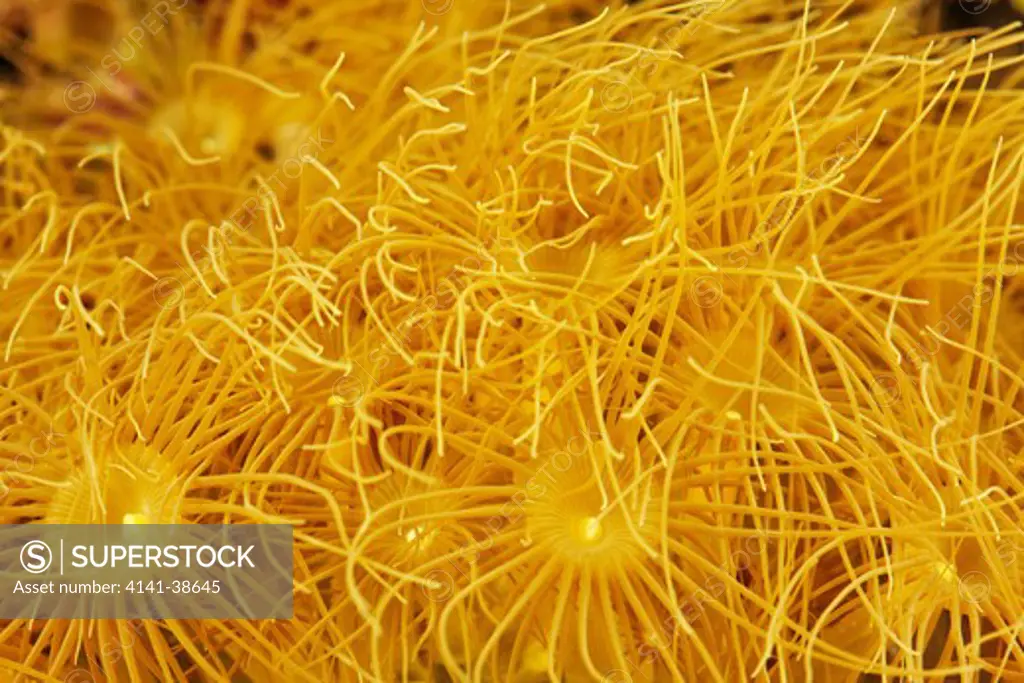 yellow polyp (parazoanthus gracilis). a colonial coral with long thin tentacles attached to fluted bodies that feed by filtration. also known as yellow colony polyp, ballet dancer polyp, yellow encrusting anemone, bali polyp and encrusting polyp. dist. indonesia