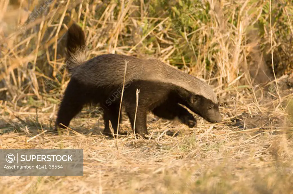 adult honey badger or ratel (mellivora capensis) foraging. selinda spillway, okavango delta, botswana. date: 12.12.2008 ref: zb761_126201_0003 compulsory credit: nhpa/photoshot