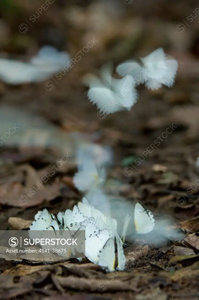 mass of white butterflies (unknown species) feeding on forest floor where elephants have urinated. ivindo national park, gabon, central africa. date: 12.12.2008 ref: zb761_126201_0024 compulsory credit: nhpa/photoshot