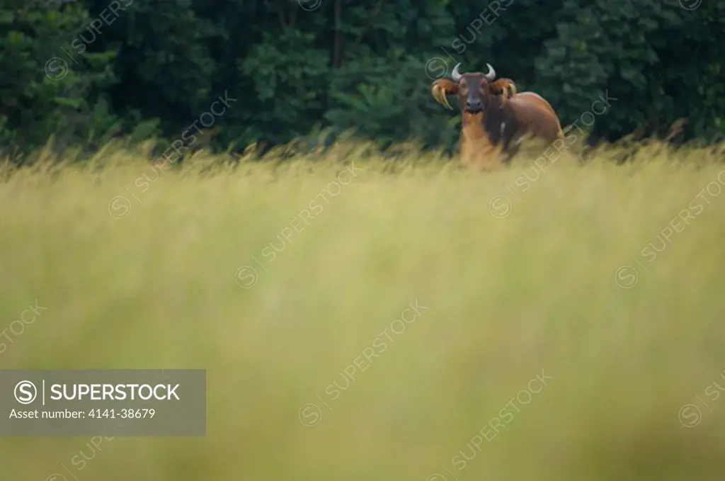 dwarf forest buffalo (syncerus caffer nanus) gabon. date: 12.12.2008 ref: zb761_126201_0028 compulsory credit: nhpa/photoshot