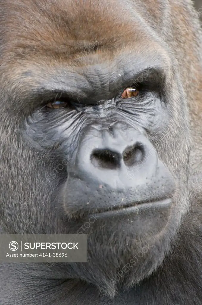 silverback western lowland gorilla (gorilla gorilla gorilla). captive at durrell wildlife conservation trust (jersey zoo), jersey, channel islands, uk date: 12.12.2008 ref: zb761_126201_0045 compulsory credit: nhpa/photoshot