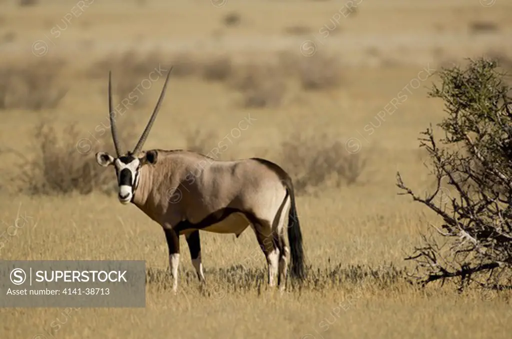 gemsbok or southern oryx (oryx gazella). skeleton coast, namibia. date: 12.12.2008 ref: zb761_126201_0062 compulsory credit: nhpa/photoshot
