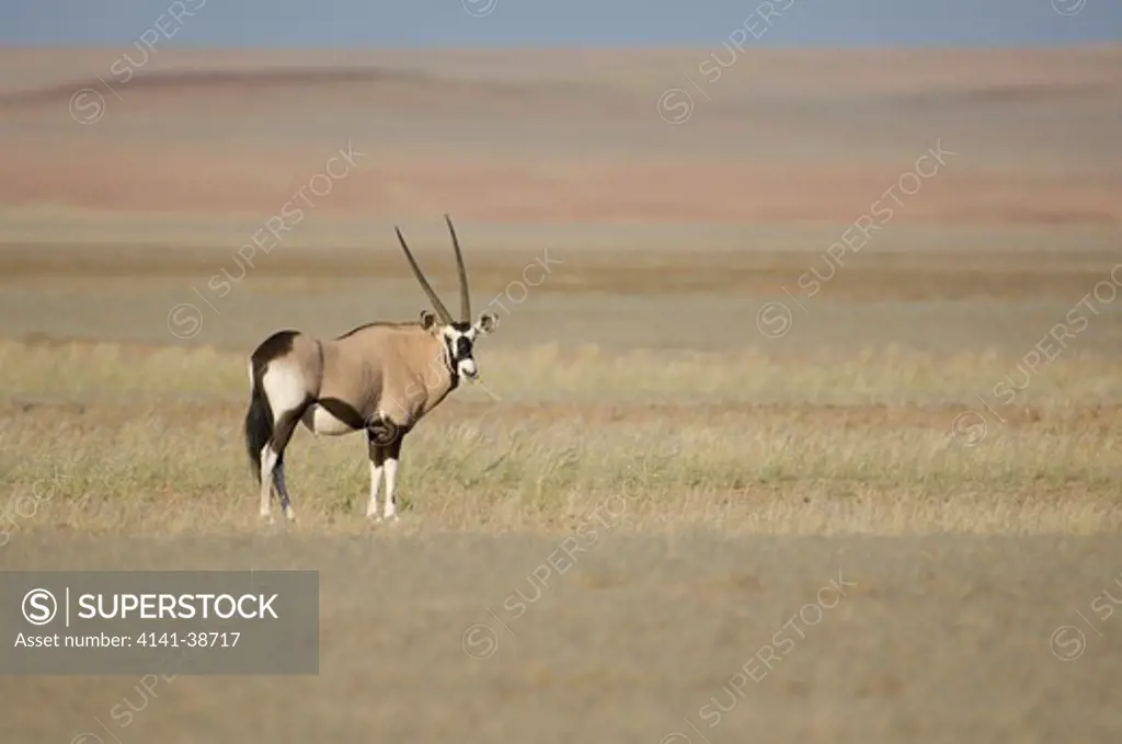 gemsbok or southern oryx (oryx gazella). skeleton coast, namibia. date: 12.12.2008 ref: zb761_126201_0066 compulsory credit: nhpa/photoshot