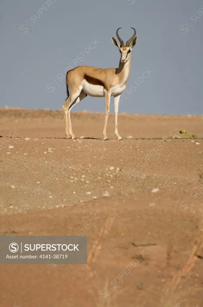 male springbok (antidorcas marsupialis). skeleton coast park, namibia. date: 12.12.2008 ref: zb761_126201_0068 compulsory credit: nhpa/photoshot