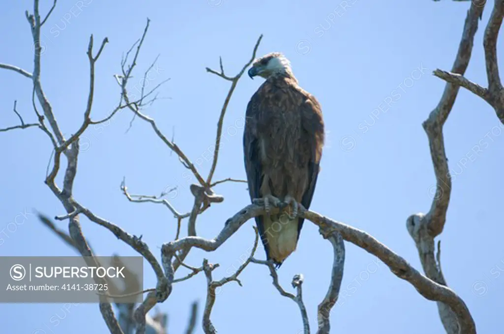 adult madagascar fish-eagle (haliaeetus vociferoides) on hunting perch. coast north of anjajavy near moramba bay, nw madagascar. date: 12.12.2008 ref: zb761_126201_0074 compulsory credit: nhpa/photoshot