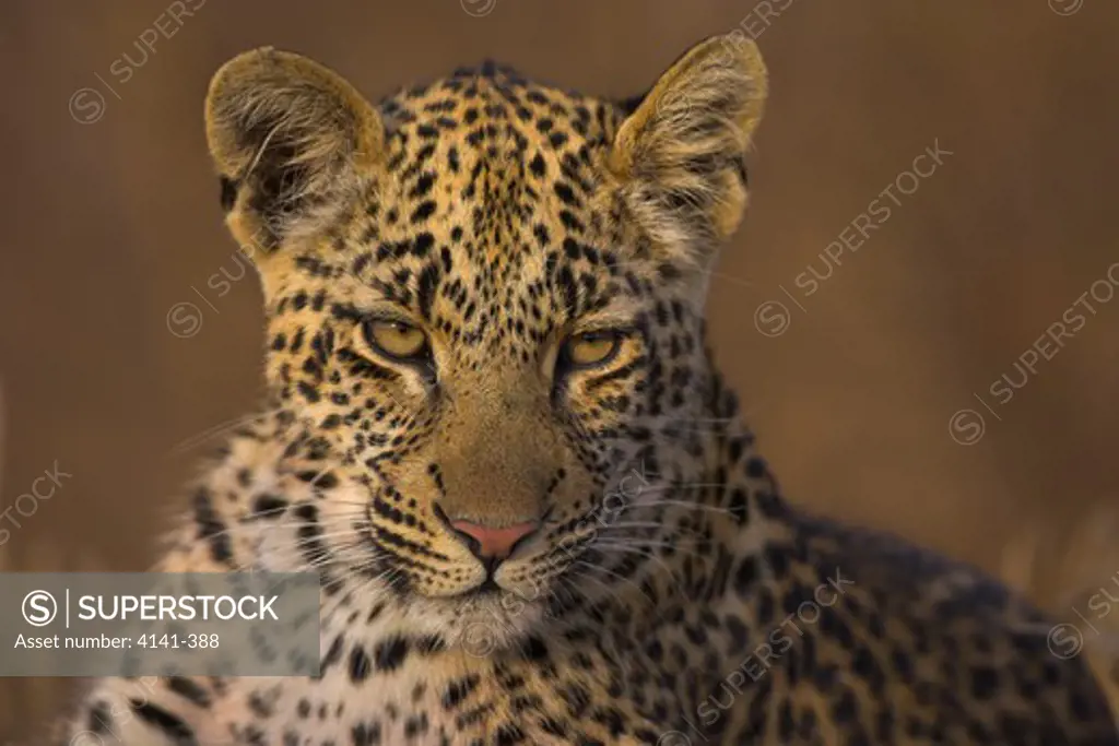 african leopard panthera pardus young female at dawn south africa.