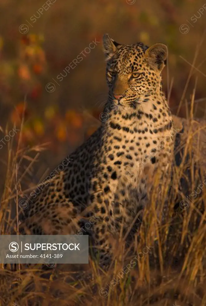 african leopard in grass panthera pardus south africa.