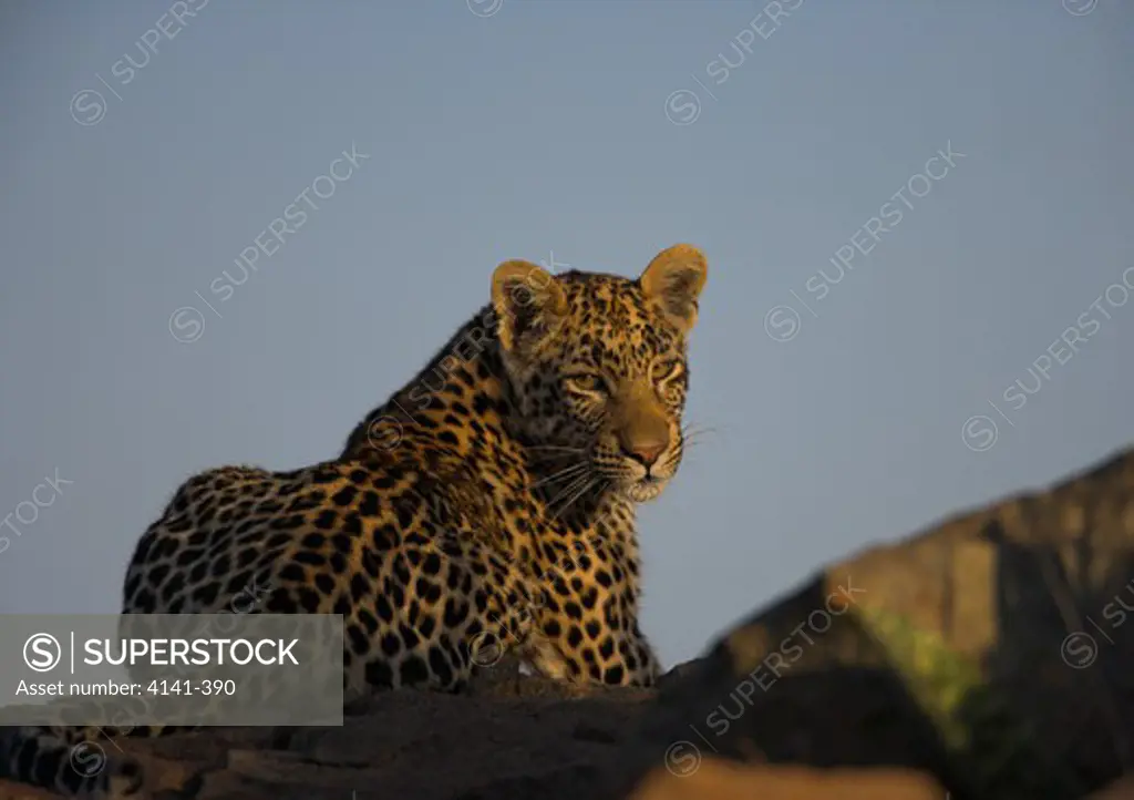 african leopard in morning light panthera pardus south africa.
