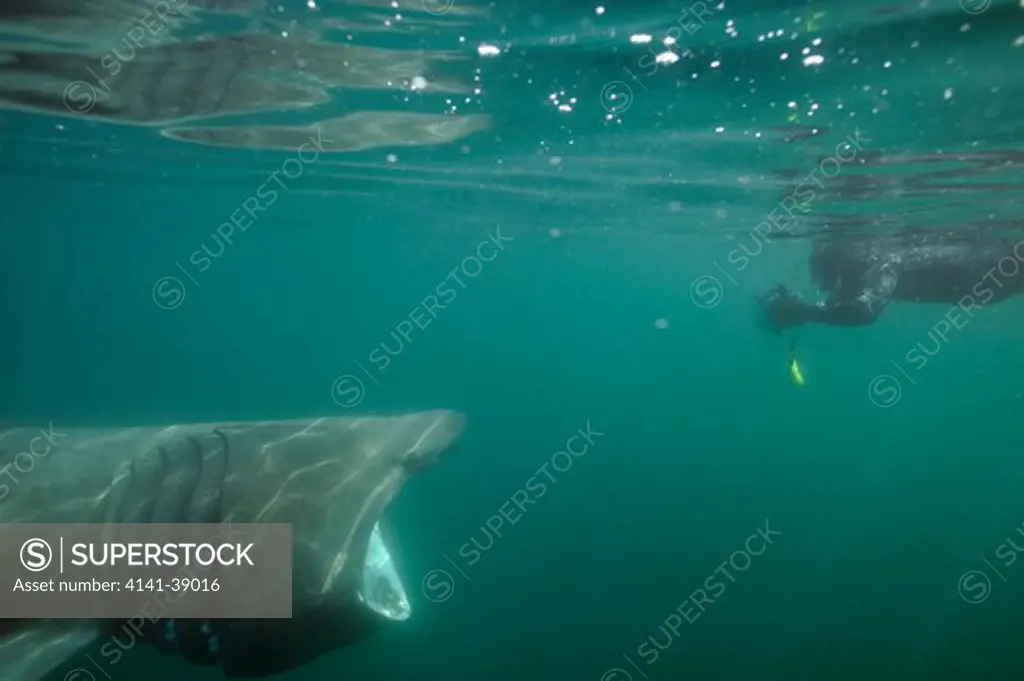 basking shark (cetorhinus maximus) being photographed by diver, off penzance, cornwall. 