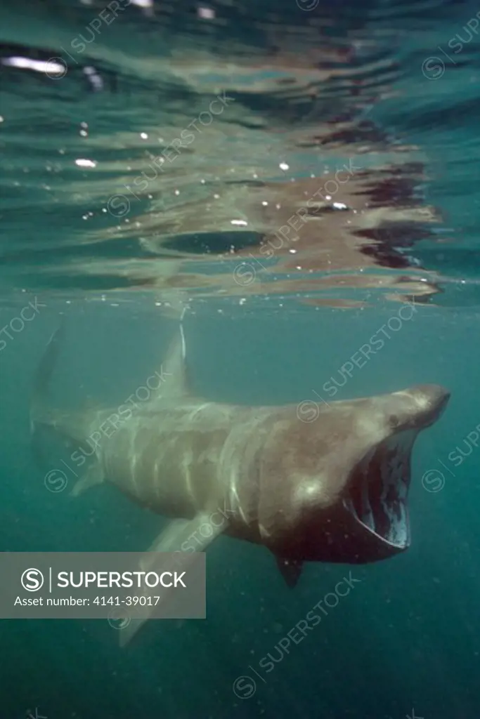 basking shark (cetorhinus maximus) off penzance, cornwall. 