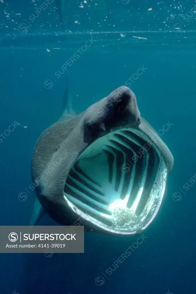 basking shark (cetorhinus maximus) cornwall, uk.