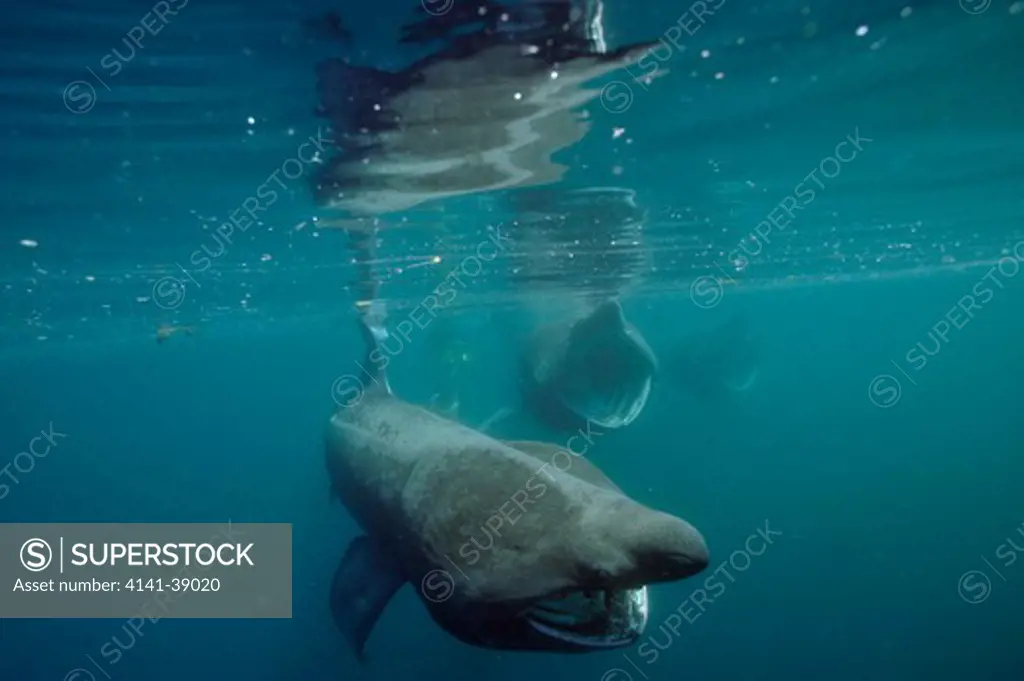 basking shark group (cetorhinus maximus) cornwall, uk.