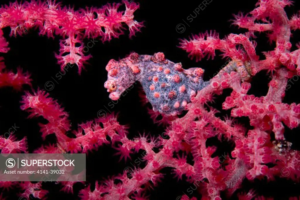 pygmy seahorse, hippocampus bargibanti, divers heaven reef, beach, panglao island, south bohol, central visayas, philippines, pacific ocean date: 24.06.08 ref: zb777_115627_0010 compulsory credit: oceans-image/photoshot 