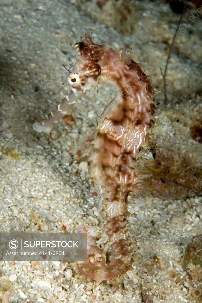 thorny seahorse, hippocampus hixtrix, house reef, alona beach, panglao island, south bohol, central visayas, philippines, pacific ocean date: 24.06.08 ref: zb777_115627_0019 compulsory credit: oceans-image/photoshot 