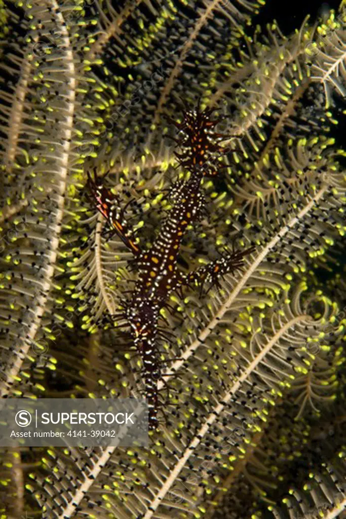 ornate ghost pipefish, solenostomus paradoxus, camouflaged in crinoid's arms, house reef, alona beach, panglao island, south bohol, central visayas, philippines, pacific ocean date: 24.06.08 ref: zb777_115627_0020 compulsory credit: oceans-image/photoshot 
