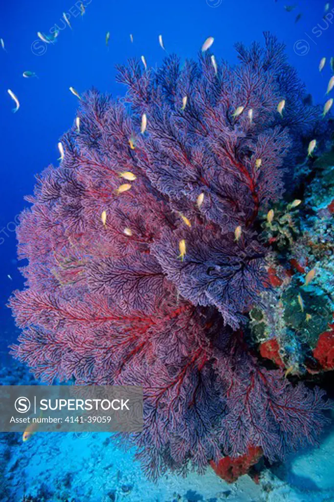 red sea fan, melithaea sp., aldabra atoll, natural world heritage site, seychelles, indian ocean date: 24.06.08 ref: zb777_115630_0012 compulsory credit: oceans-image/photoshot 