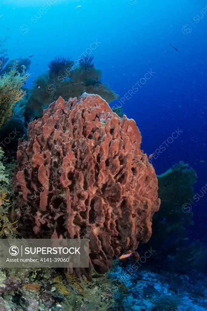 barrel sponge, xestospongia testudinaria, aldabra atoll, natural world heritage site, seychelles, indian ocean date: 24.06.08 ref: zb777_115630_0013 compulsory credit: oceans-image/photoshot 