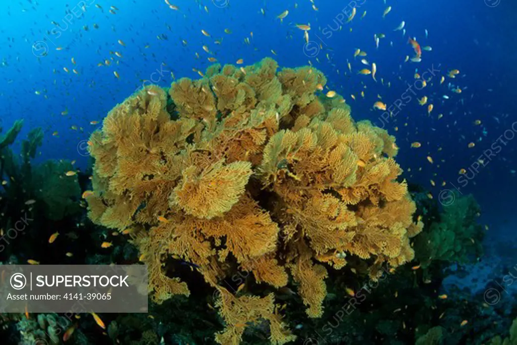 gorgonian fan, subergorgia mollis, with jewel basslet, pseudanthias squamipinnas, aldabra atoll, natural world heritage site, seychelles, indian ocean date: 24.06.08 ref: zb777_115630_0018 compulsory credit: oceans-image/photoshot 