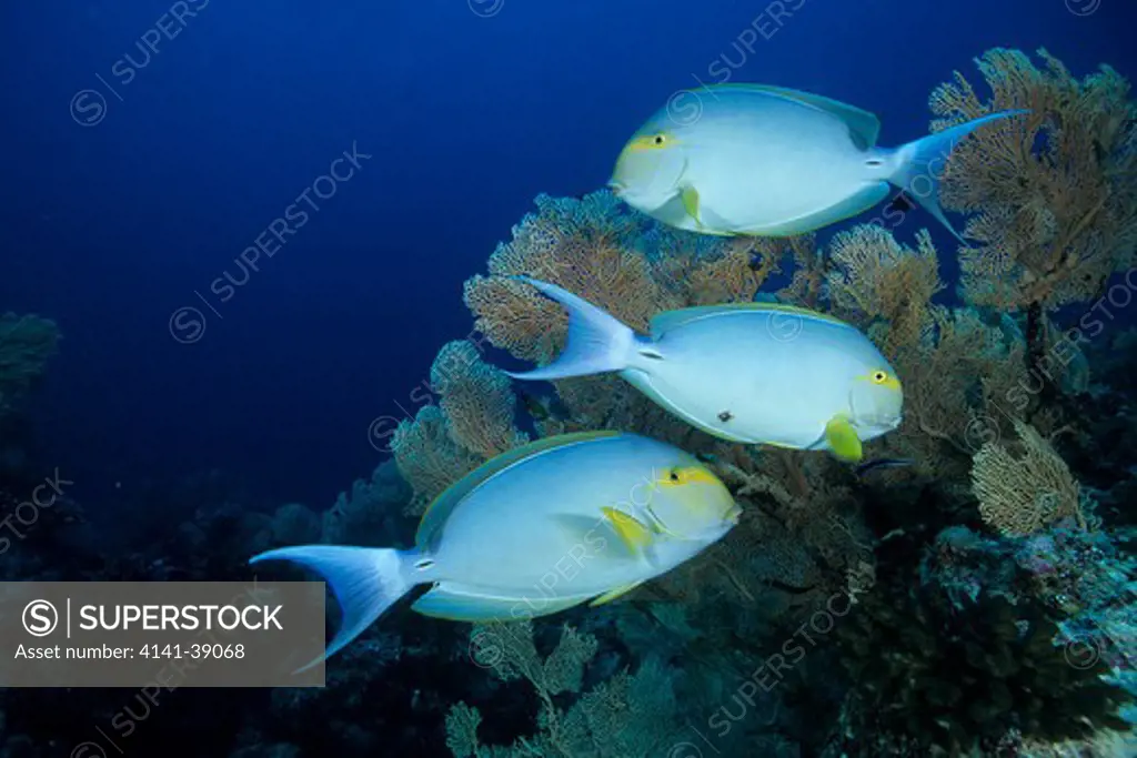 yellowfin surgeonfish, acanthurus xanthopterus valenciennes, aldabra atoll, natural world heritage site, seychelles, indian ocean date: 24.06.08 ref: zb777_115630_0021 compulsory credit: oceans-image/photoshot 