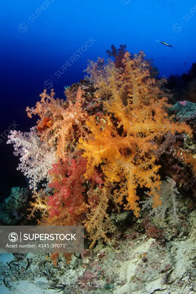 soft coral, dendronephthya, aldabra atoll, natural world heritage site, seychelles, indian ocean date: 24.06.08 ref: zb777_115630_0024 compulsory credit: oceans-image/photoshot 