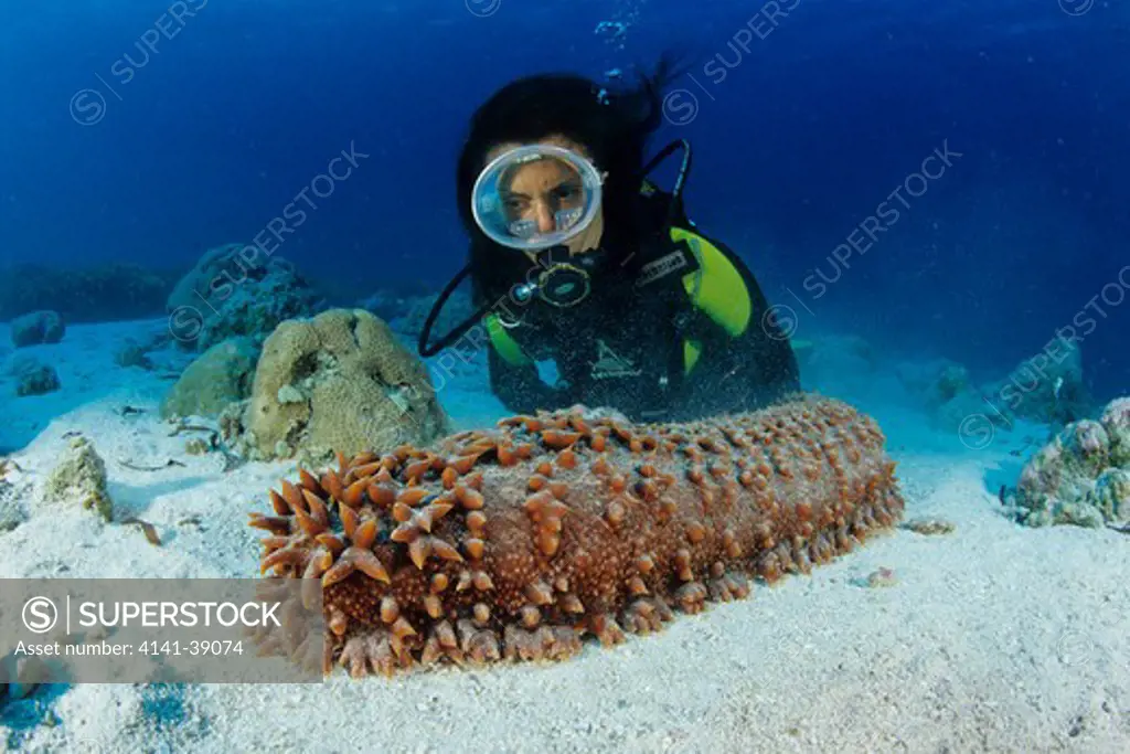 scuba diver and sea cucumber, thelenota ananas, aldabra atoll, natural world heritage site, seychelles, indian ocean date: 24.06.08 ref: zb777_115630_0027 compulsory credit: oceans-image/photoshot 