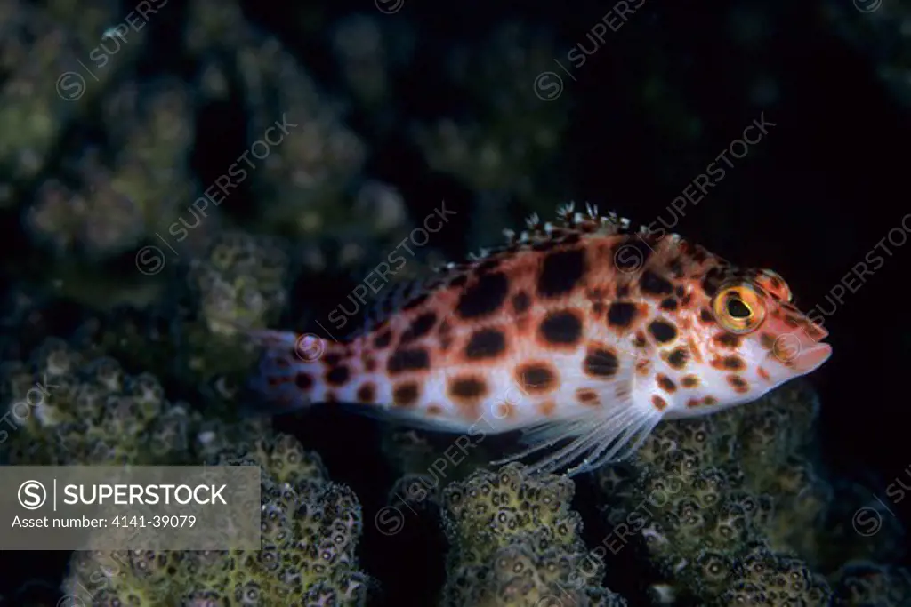 spotted hawkfish, cirrhitichthys oxycephalus, aldabra atoll, natural world heritage site, seychelles, indian ocean date: 24.06.08 ref: zb777_115630_0032 compulsory credit: oceans-image/photoshot 