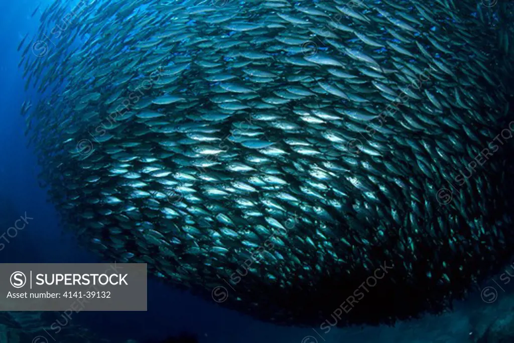 baitball of pacific flatiron herring, harengula thrissina, sea of cortez, baja california, mexico, east pacific ocean date: 24.06.08 ref: zb777_115632_0021 compulsory credit: oceans-image/photoshot 
