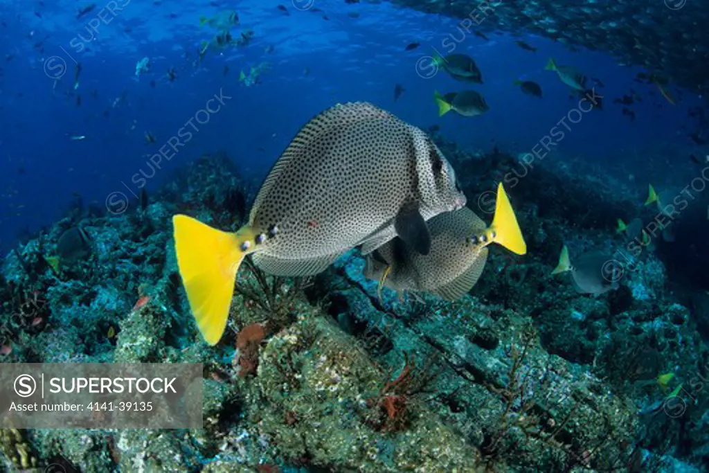 yellowtail surgeonfish, prionurus punctatus, sea of cortez, baja california, mexico, east pacific ocean date: 24.06.08 ref: zb777_115632_0024 compulsory credit: oceans-image/photoshot 