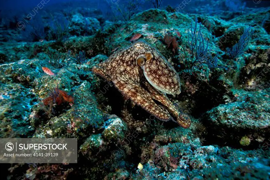 octopus, octopus sp., sea of cortez baja california, mexico, east pacific ocean date: 24.06.08 ref: zb777_115632_0028 compulsory credit: oceans-image/photoshot 
