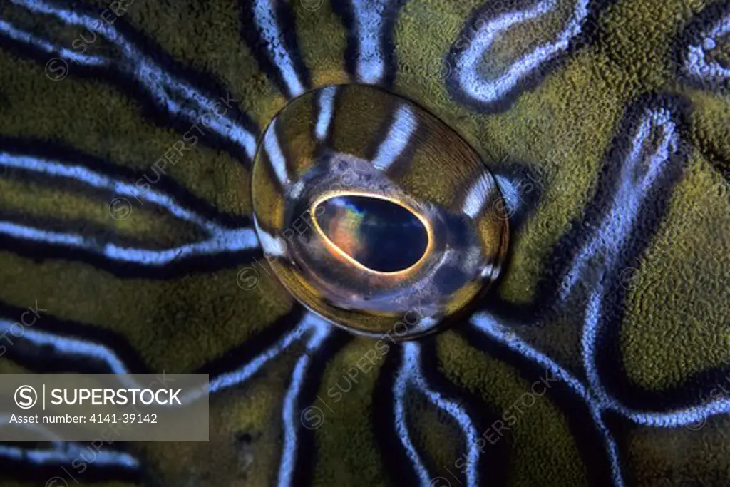 giant hawkfish'eye, cirrhitus rivulatus, sea of cortez baja california, mexico, east pacific ocean date: 24.06.08 ref: zb777_115632_0031 compulsory credit: oceans-image/photoshot 