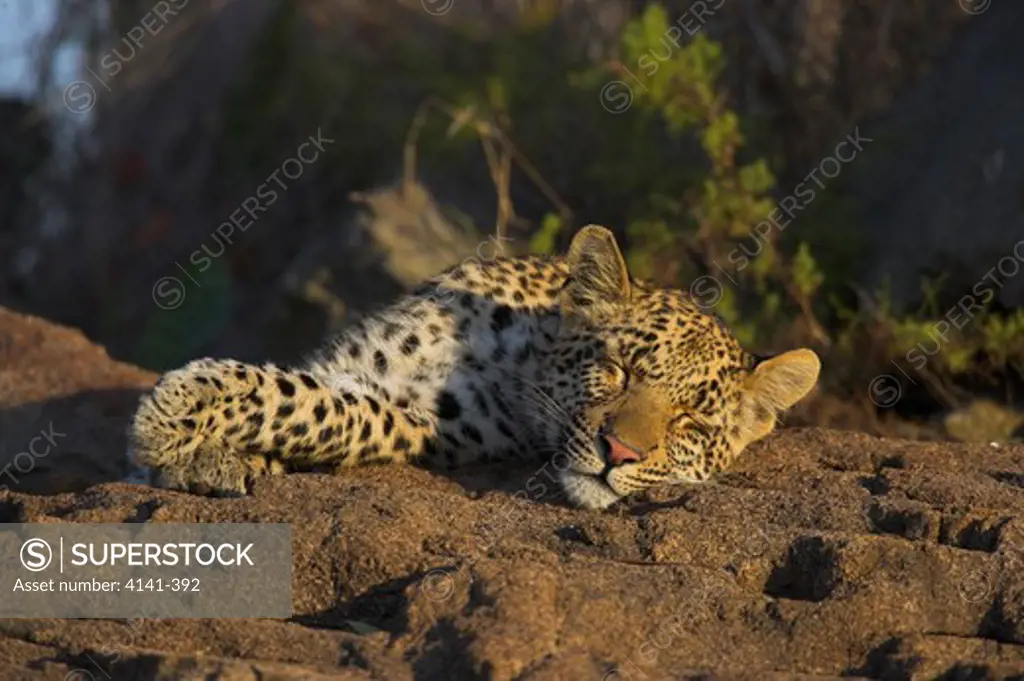 african leopard sleeping panthera pardus south africa.