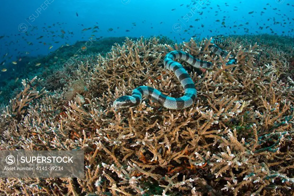 banded sea snake, laticauda colubrina. , crystal bay, nusa penida, bali island, indonesia, pacific ocean date: 22.07.08 ref: zb777_117071_0013 compulsory credit: oceans-image/photoshot 