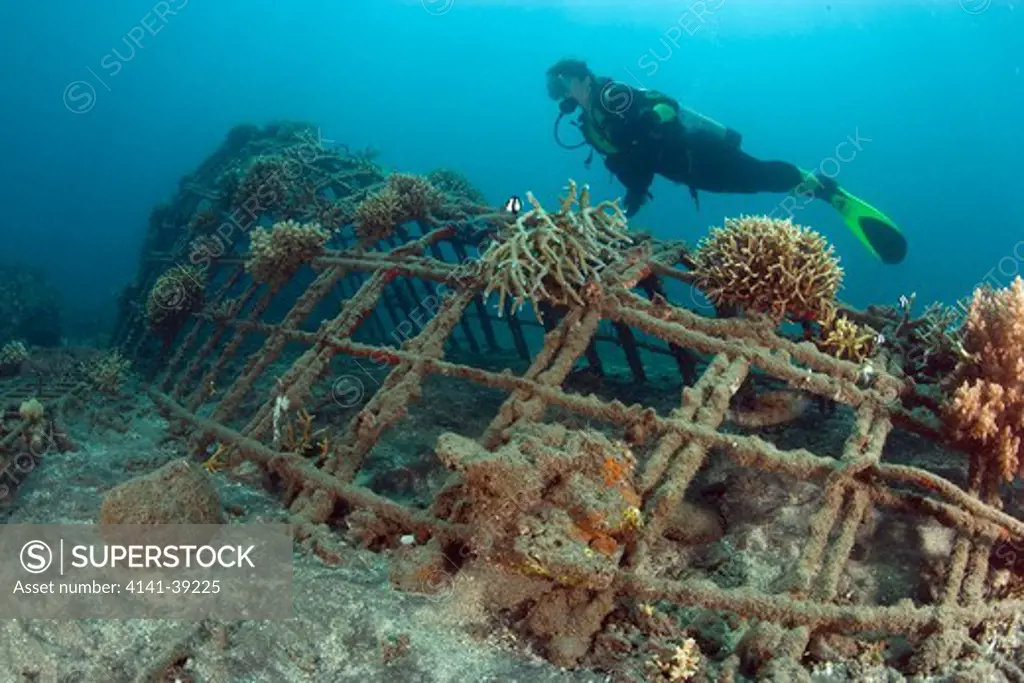 scuba diver visiting the structure of bio-rock, method of enhancing the growth of corals and aquatic organisms, in taman sari bali cottages, karang lestari pemuteran project, desa pemuteran, singaraja, bali island, indonesia, pacific ocean date: 22.07.08 ref: zb777_117071_0024 compulsory credit: oceans-image/photoshot 