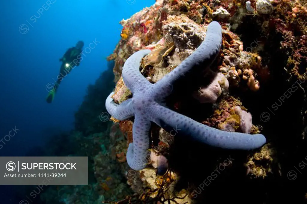 scuba diver and sea star, linckia laevigata, garden eels dive site, menjangan island, bali island, indonesia, pacific ocean date: 22.07.08 ref: zb777_117071_0043 compulsory credit: oceans-image/photoshot 