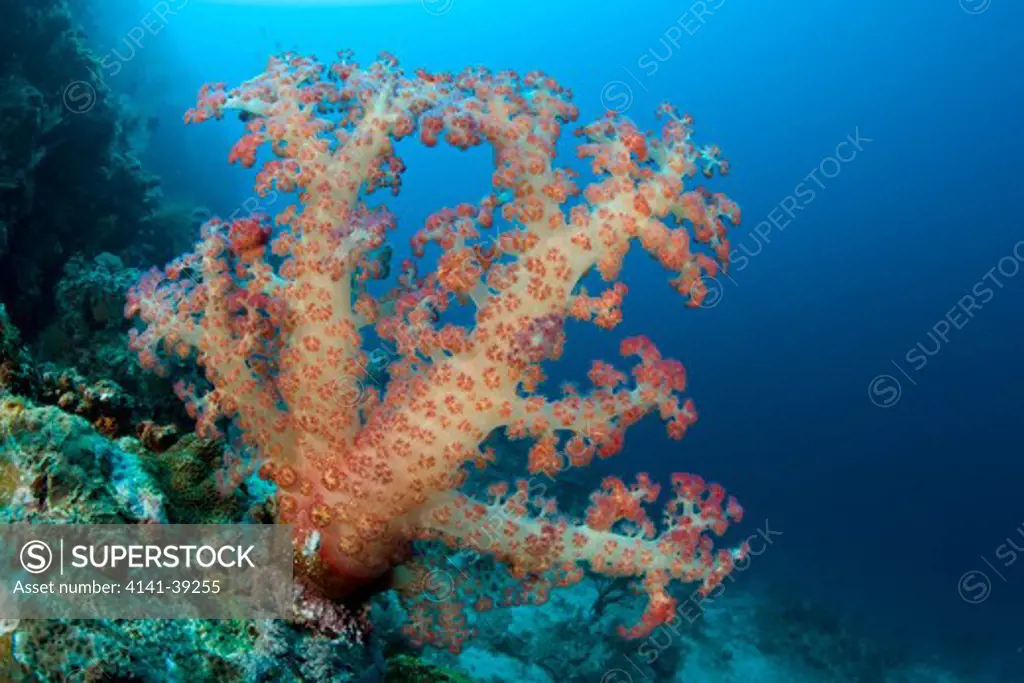 tree-like soft coral, dendronephthya sp. , garden eels dive site, menjangan island, bali island, indonesia, pacific ocean date: 22.07.08 ref: zb777_117071_0054 compulsory credit: oceans-image/photoshot 