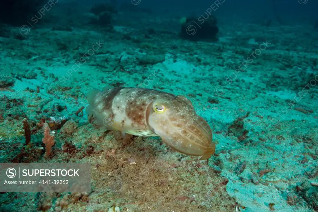 cuttlefish, sepia latimanus, gili mimpang dive site, candidasa, bali island, indonesia, pacific ocean date: 22.07.08 ref: zb777_117071_0061 compulsory credit: oceans-image/photoshot 