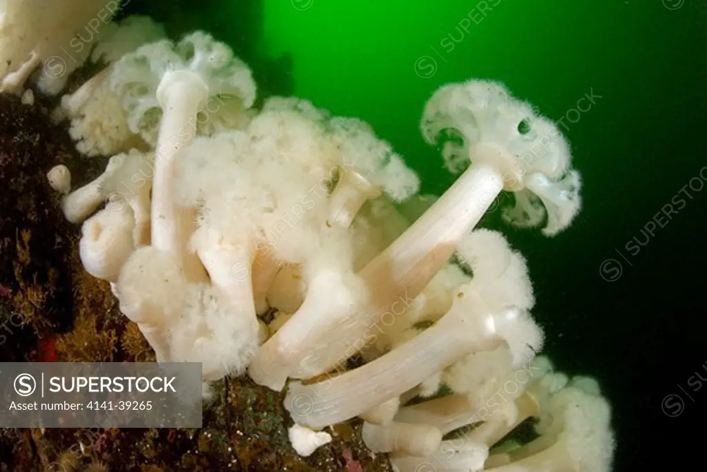 white-plumed anemone, metridium senile, vancouver island, british columbia, canada, pacific ocean date: 22.07.08 ref: zb777_117075_0003 compulsory credit: oceans-image/photoshot 