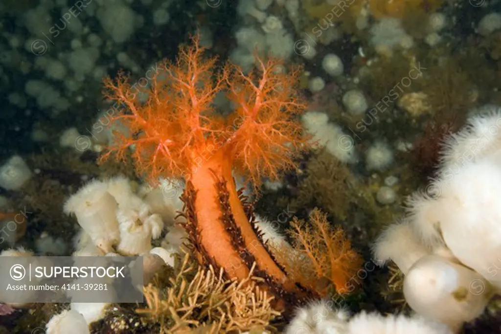 orange sea cucumber, cucumaria miniata and anemone, metridium senile, vancouver island, british columbia, canada, pacific ocean date: 22.07.08 ref: zb777_117075_0019 compulsory credit: oceans-image/photoshot 