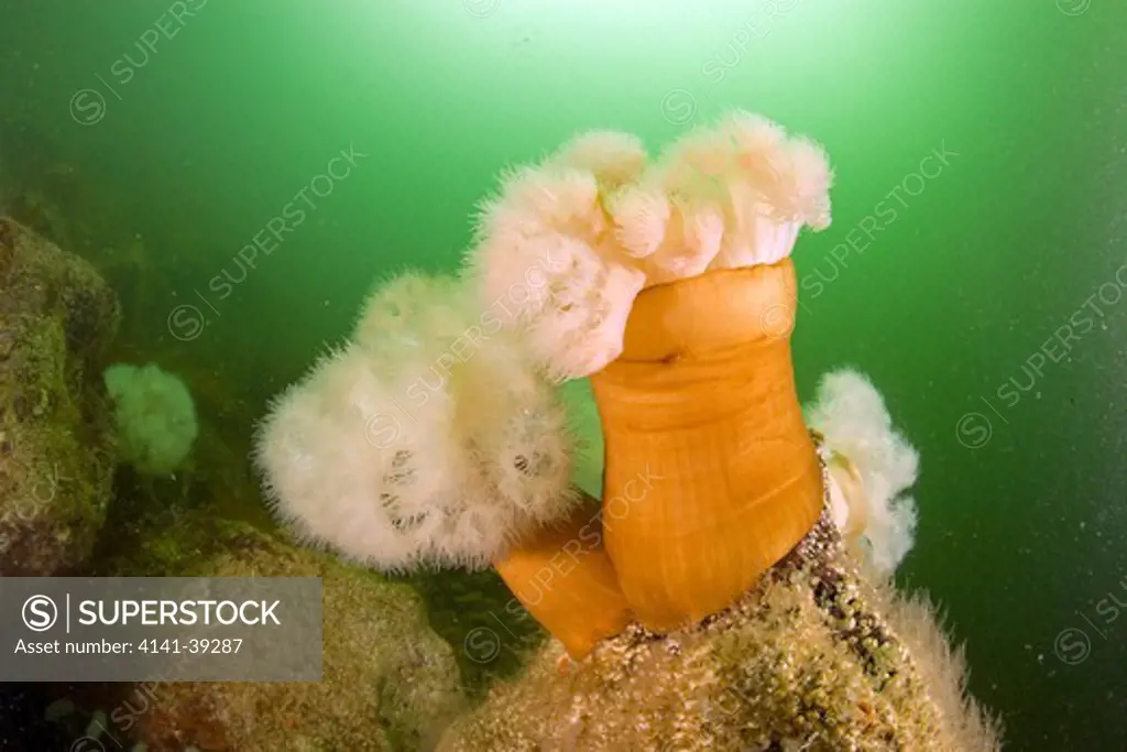 plumose anemones, metridium senile, vancouver island, british columbia, canada, pacific ocean date: 22.07.08 ref: zb777_117075_0025 compulsory credit: oceans-image/photoshot 