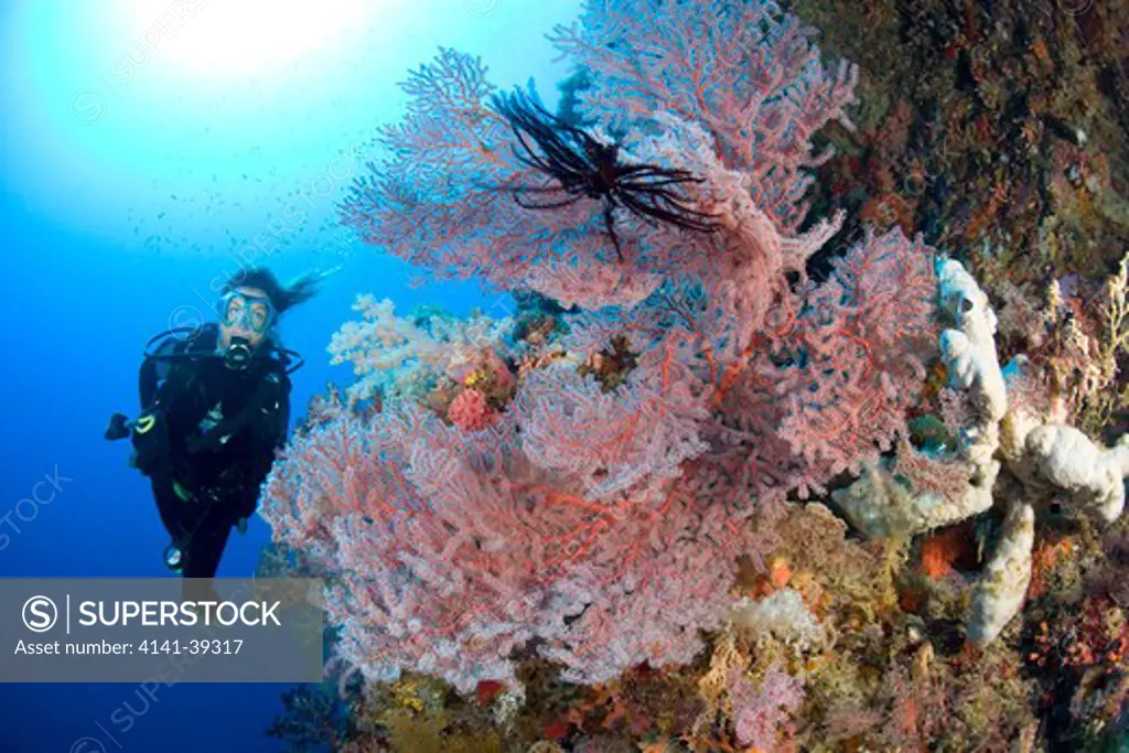 scuba diver and sea fan, acalycigorgia sp. , gorgonia wall reef, cabilao island, bohol, central visayas, philippines, pacific ocean date: 22.07.08 ref: zb777_117077_0013 compulsory credit: oceans-image/photoshot 
