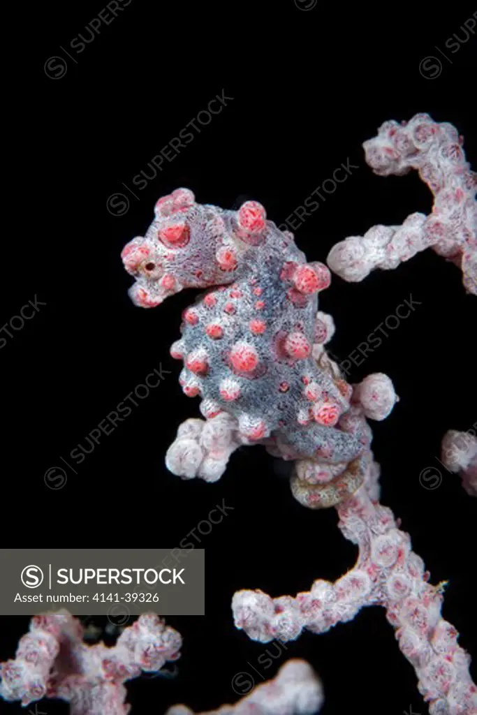 pygmy seahorse, hippocampus bargibanti, lighthouse reef, capilao island, bohol, central visayas, philippines, pacific ocean date: 22.07.08 ref: zb777_117077_0022 compulsory credit: oceans-image/photoshot 