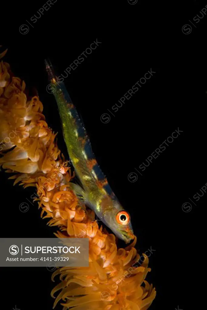goby, bryaninops loki, on a wire coral, gorgonia wall reef, capilao island, bohol, central visayas, philippines, pacific ocean date: 22.07.08 ref: zb777_117077_0025 compulsory credit: oceans-image/photoshot 