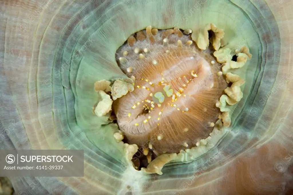 commensal shrimp, pliopontonia furtiva, associated with disc anemones, corallimorpharia, amplexidiscus fenestrafer, lighthouse reef, cabilao island, bohol, central visayas, philippines, pacific ocean date: 22.07.08 ref: zb777_117077_0033 compulsory credit: oceans-image/photoshot 