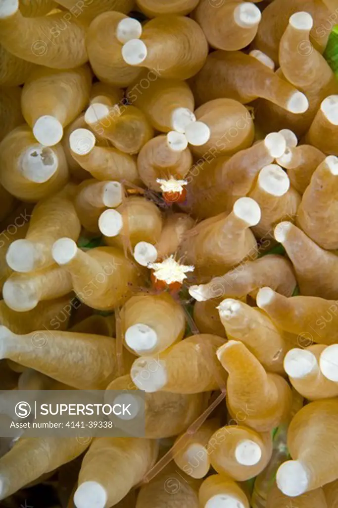 couple of commensal shrimp, periclimenes kororensis on mushroom coral, heliofungia actiniformis, lighthouse reef, cabilao island, bohol, central visayas, philippines, pacific ocean date: 22.07.08 ref: zb777_117077_0034 compulsory credit: oceans-image/photoshot 