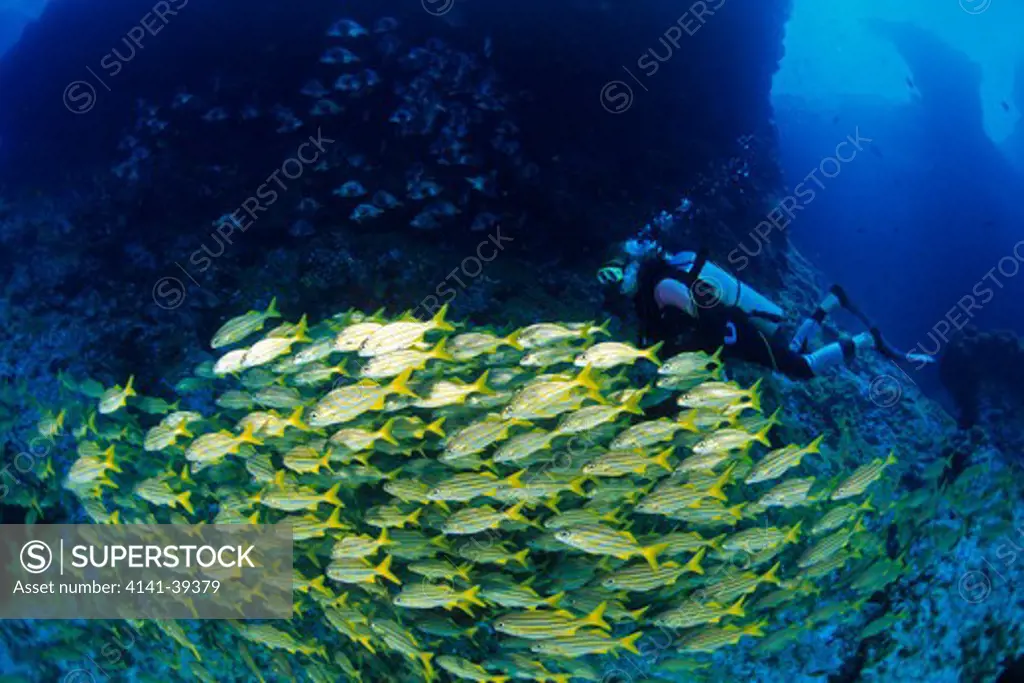 scuba diver with shoal of smallmouth grunt, haemulon chrysargyreum, fernando de noronha national marine sanctuary, pernambuco, brazil, south atlantic ocean date: 22.07.08 ref: zb777_117081_0014 compulsory credit: oceans-image/photoshot 