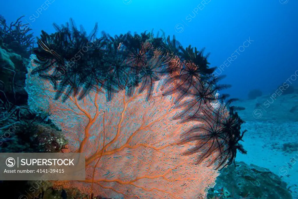 crinoids or feather star on a seafan, melithaea sp., deep turbo dive site, gili trawangan island, lombok, indonesia, pacific ocean date: 22.07.08 ref: zb777_117103_0011 compulsory credit: oceans-image/photoshot 